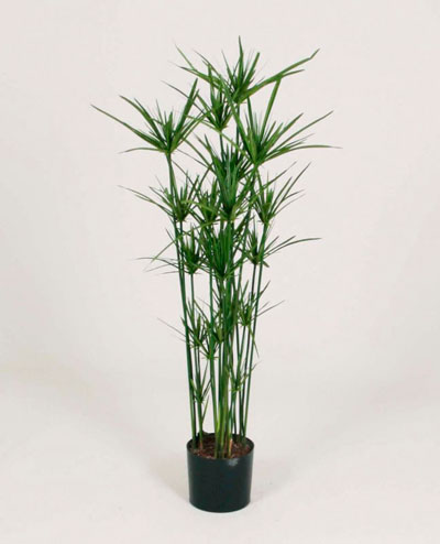 1181-110 Papyrus 110cm